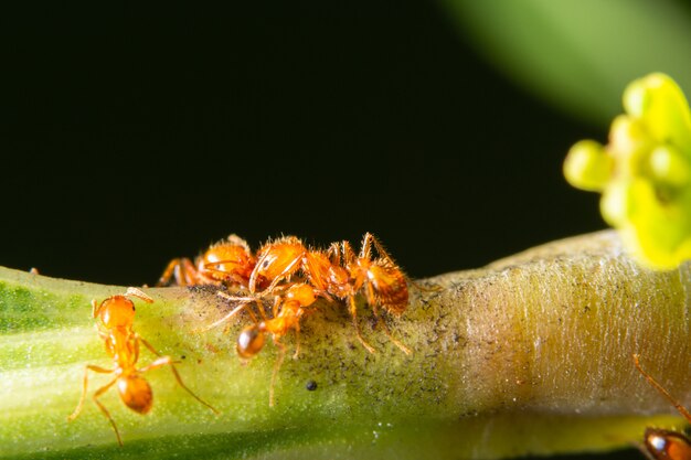 Macro mieren op planten