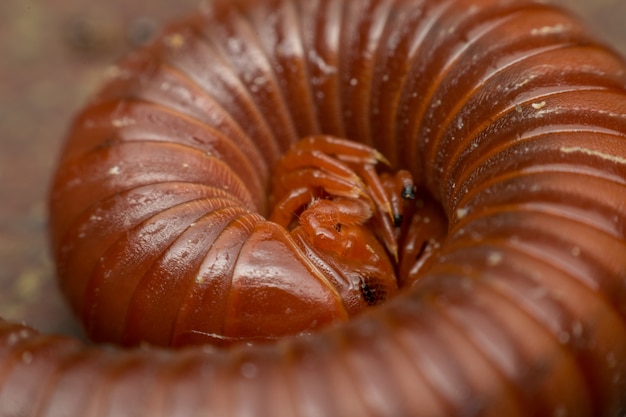 Macro of millipede insect close up rolling in nature