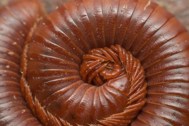 Macro of millipede insect close up rolling in nature