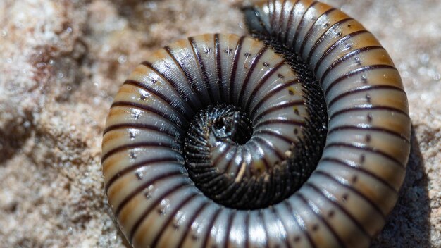 Photo macro of a millipede in nature