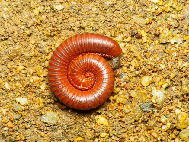 Фото macro millipedes diplopoda на земле вокруг с множеством мелких камней