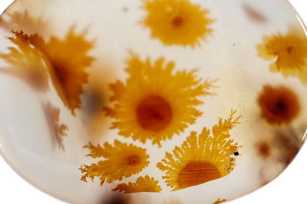 Macro mineral stone Agata muschiata on a white background closeup