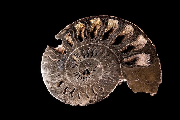 Photo macro mineral stone ammonite shell on a black background