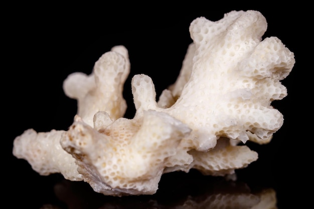 Macro mineral stone Chalcedony geode on black background