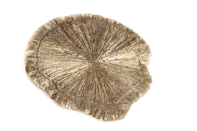 Macro mineral stone Pyrite Dollar on a white background