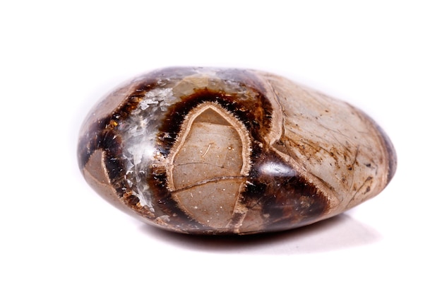 Photo macro mineral stone simbirzit and septaria on white background