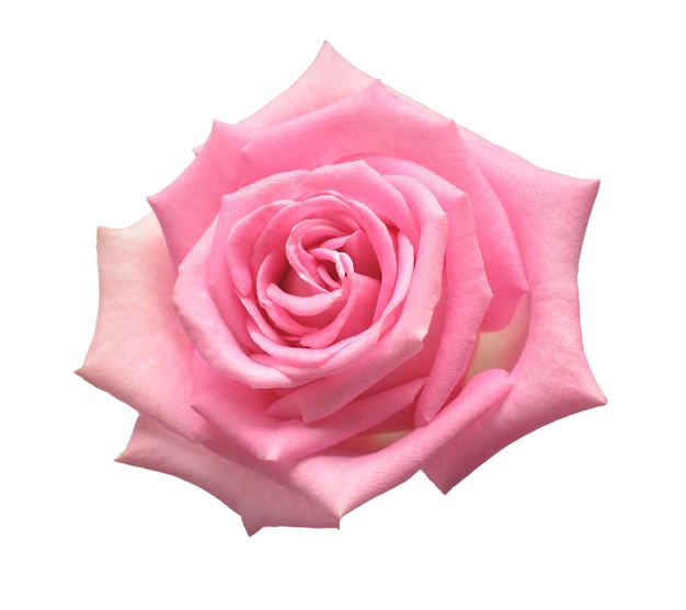 Macro mooie bloem roze roos geïsoleerd op een witte achtergrond. Trouwkaart. Groet. Zomer. Lente. Plat lag, bovenaanzicht. Liefde. Valentijnsdag