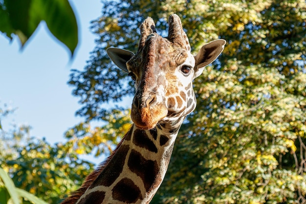 Macro mooie giraf tussen het gebladerte