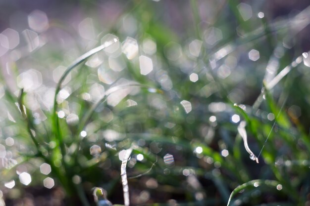 Foto macro dell'erba del mattino