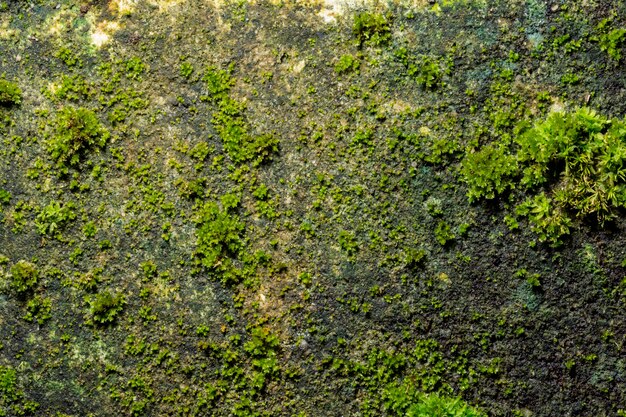 Macro Mosachtergrond op Muur