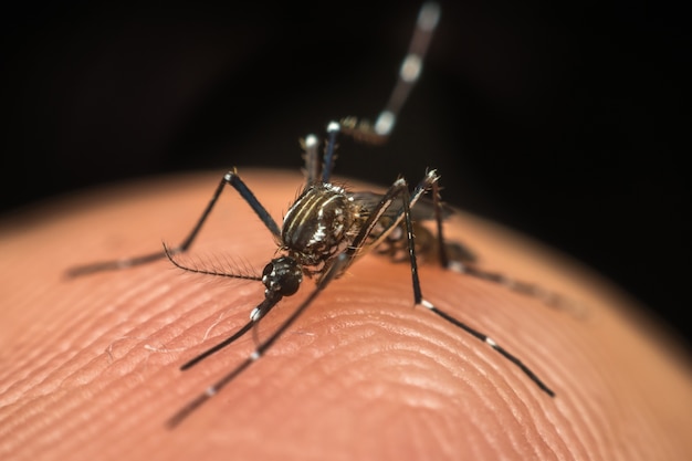 人間の皮膚に血液を吸っている蚊のマクロ（Aedes aegypti）