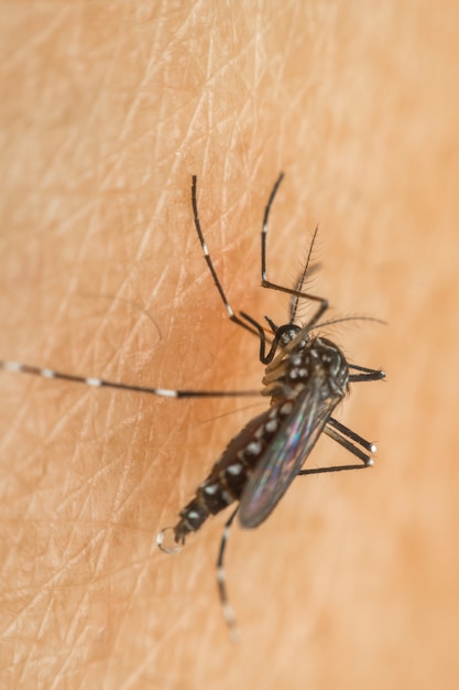 人間の皮膚に血液を吸っている蚊のマクロ（Aedes aegypti）