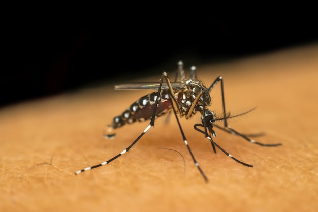 人間の皮膚に血液を吸っている蚊のマクロ（Aedes aegypti）