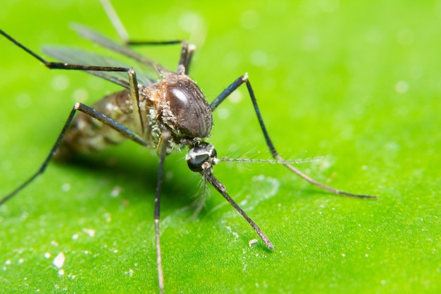 Macro Mosquito in Nature