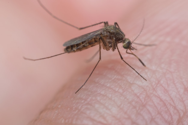 Macro of mosquito sucking blood close up on the human skin