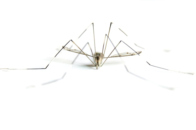 Macro of mosquito on white background