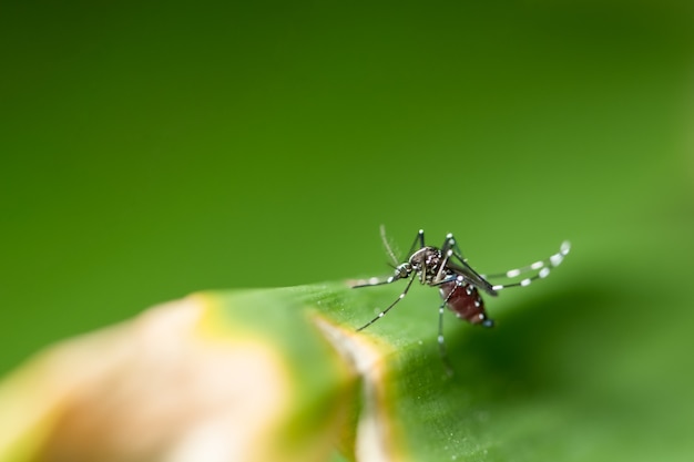 Macro Mosquito