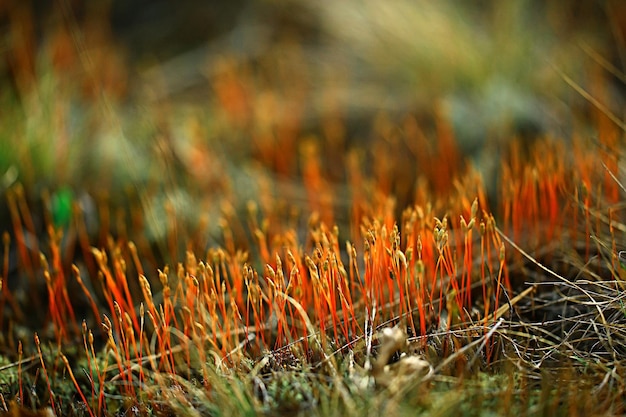 macro moss landscape / green abstract natural view, summer forest, moss macro