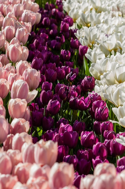 Macro multicolored tulips on a background of green grass