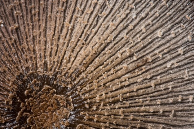 Photo macro mushroom surface