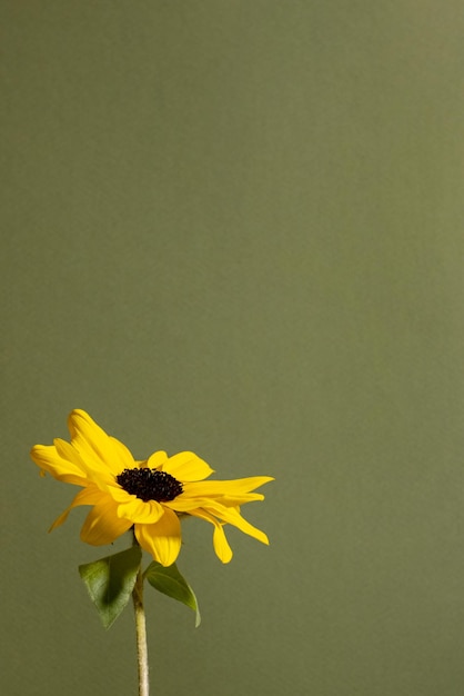 Macro natuur gele kamille bloem getextureerde bloemen tuin kleurrijke groene achtergrond fotografie