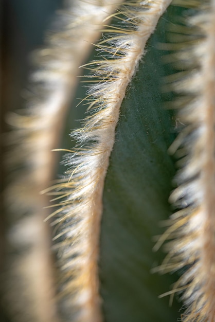 Macro needles on a cactus background cactus surface