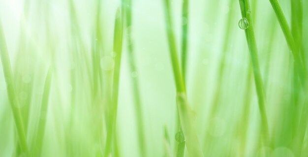 Macro ochtenddauw op de groene achtergrond van de graslente