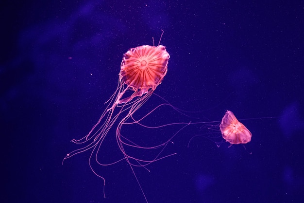 Макрос красивой медузы chrysaora quinquecirrha