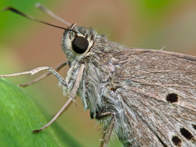 写真 サウアストス・グレミウス (suastus gremius) 蝶虫のマクロ