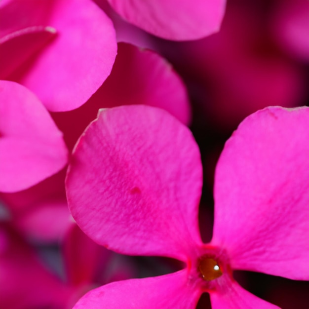 Фото Макро чудесного светло-розового цветка пиона лепестки пиона изолированный автономный крупный план
