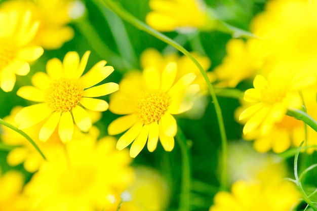 写真 黄色の花のマクロ-黄金のマーガレット-黄色のカモミール[anthemis tinctoria]