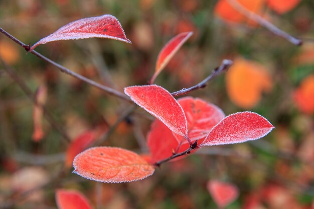 Macro-onderzoek, herfsttak met rode bladeren bedekt met eerste vorst.