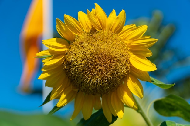 Foto macro-opname close-up zonnebloem