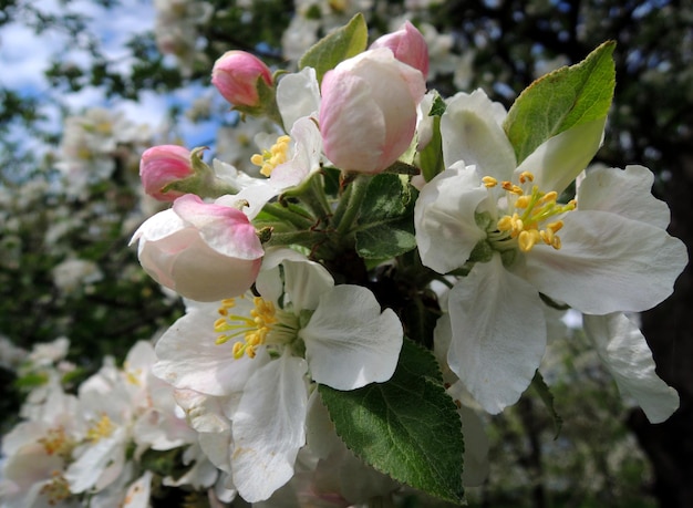 Macro-opname van bloeiwijze met bloemblaadjes en meeldraden van een appelboombloem
