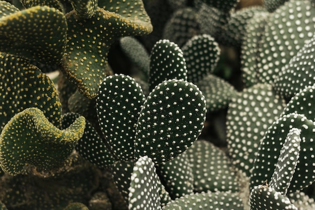 Macro-opname van cactus met konijnenoren