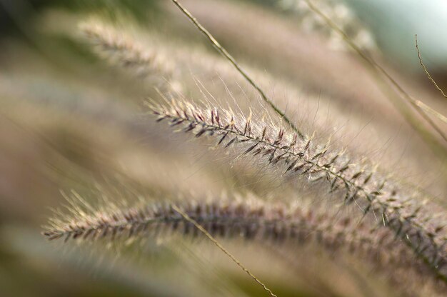 Foto macro-opname van de plant