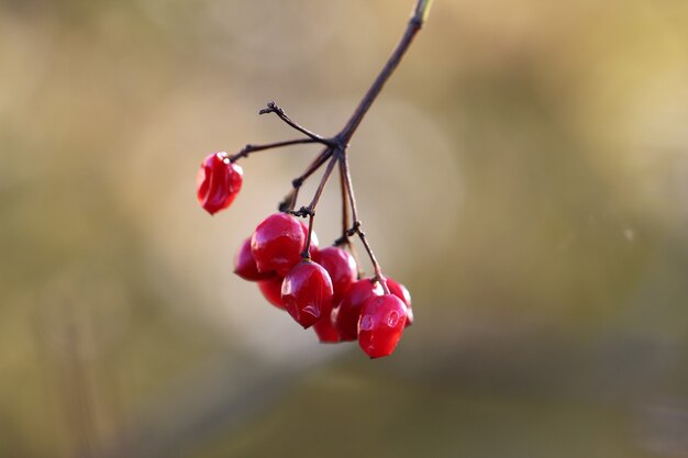 Foto macro-opname van een bos rode bessen op een abstracte geelgrijze achtergrond als banner