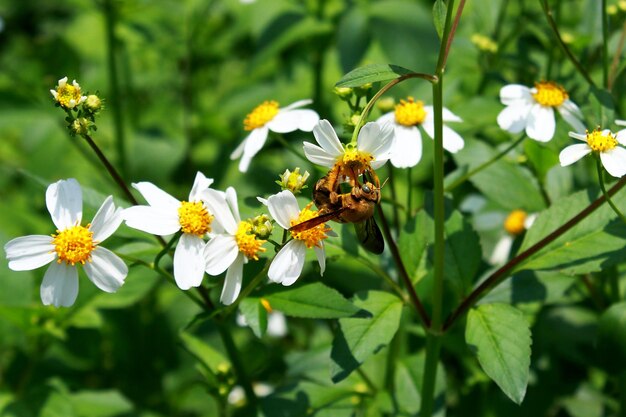 Macro-opname van een geel-zwart gestreepte hommel die bestuift en nectar verzamelt