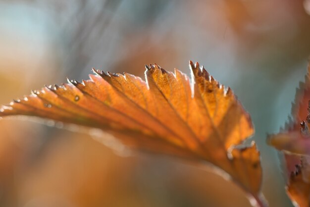 macro-opname van een geeloranje meidoornblad met een zonovergoten bladrand met selectieve focus