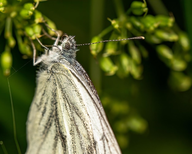 Macro-opname van een groen geaderde witte vlinder op een blad buitenshuis
