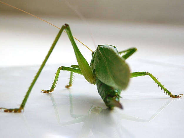 Macro-opname van een groene sprinkhaan op een tegelvloer