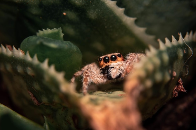 Macro-opname van een kleine spin op een aloë vera-blad