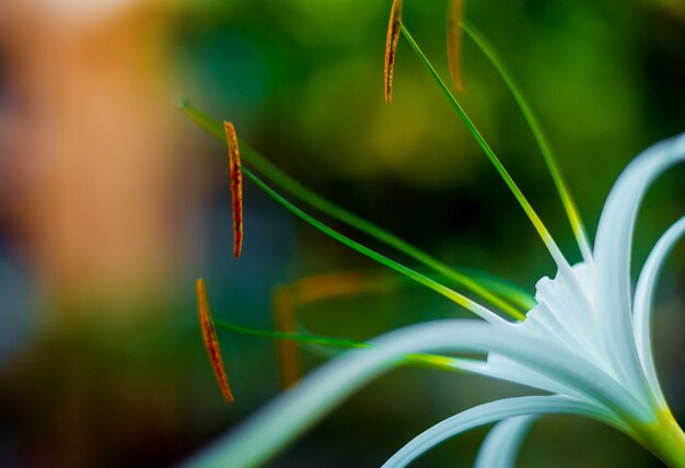 Macro-opname van een mooie bloem in de tuin