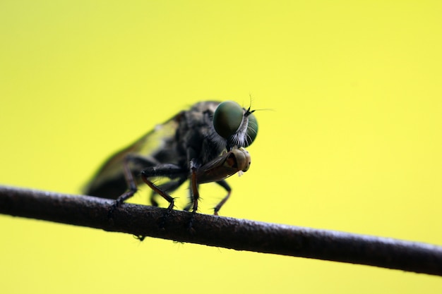 macro-opname van een overvaller terwijl hij het insect eet