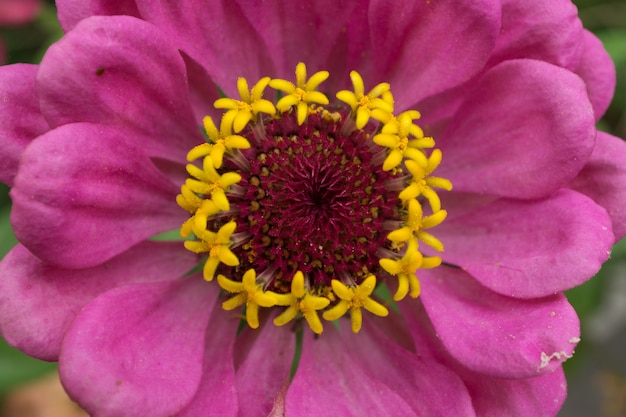 Macro-opname van een roze bloem