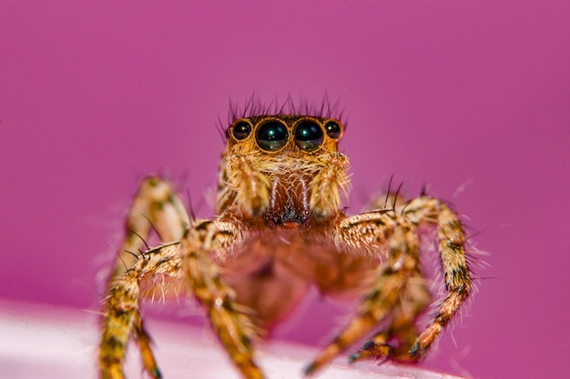 Foto macro-opname van een spin