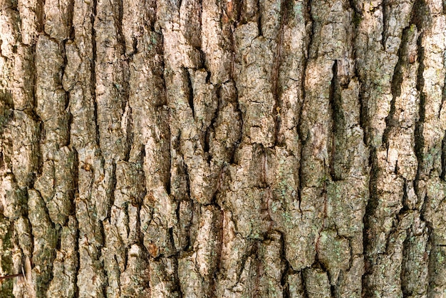 Macro-opname van eiken boomschors textuur kan worden gebruikt voor natuurlijke achtergrond