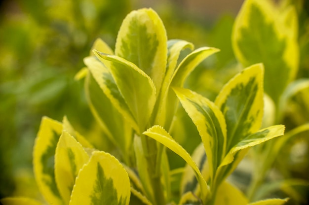 Macro-opname van enkele bladeren van een siertuinplant