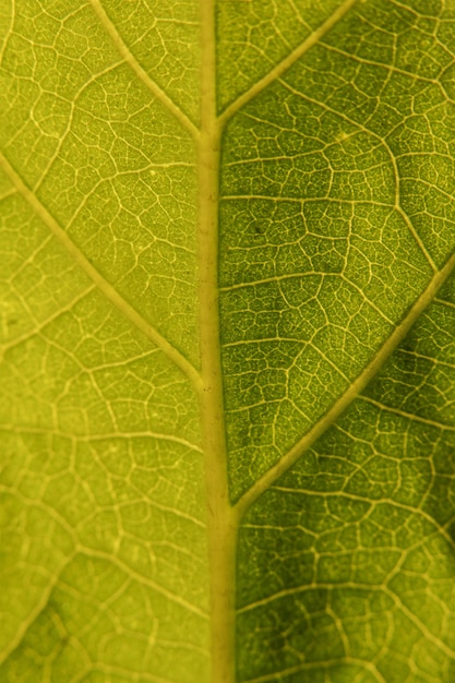 Macro-opname van groen blad met zijn belangrijkste ader