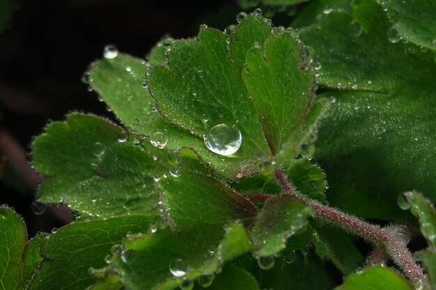 macro-opname van groene lentebladeren met waterdruppels